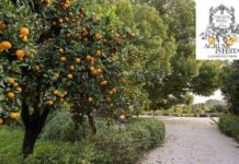 Giardino Torre del Real Bosco di Capodimonte (NA) - Agrumi in festa | Life and News Magazine