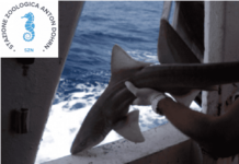 Progetto “Prin Prosharks” per la conservazione degli squali nel Mediterraneo | Life and News Magazine
