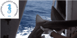 Progetto “Prin Prosharks” per la conservazione degli squali nel Mediterraneo | Life and News Magazine
