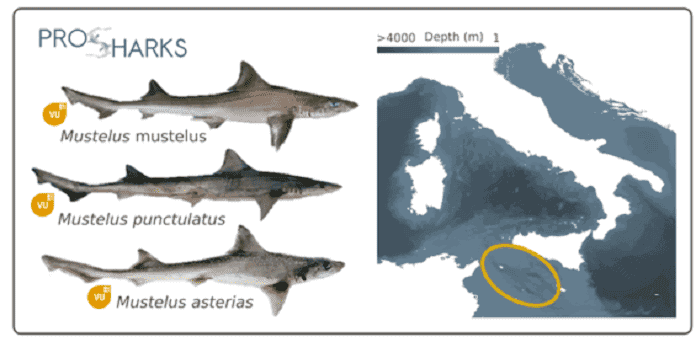 Zone-di-riproduzione-e-di-accrescimento-degli-squali-del-Mediterraneo | Life & News Magazine
