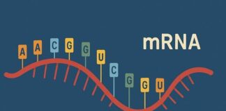 Il vaccino a RNA messaggero è l’arma più potente per combattere il cancro | Life and News Magazine