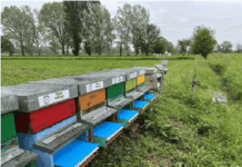 "Bee My Future" gli impollinatori urbani che cambiano il nostro futuro | Life and News Magazine