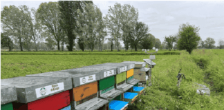 "Bee My Future" gli impollinatori urbani che cambiano il nostro futuro | Life and News Magazine