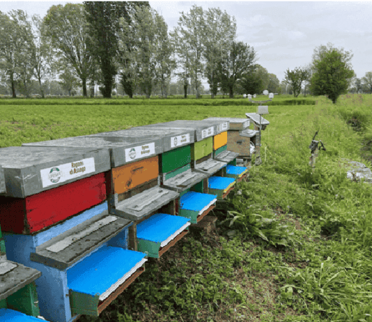 "Bee My Future" gli impollinatori urbani che cambiano il nostro futuro | Life and News Magazine
