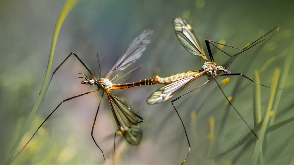 Insetti d’estate: amici della natura, ma a volte nemici della salute. Cosa sapere per difendersi