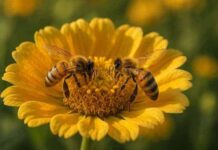 Le api dormono e non è una banalità | Life and News Magazine